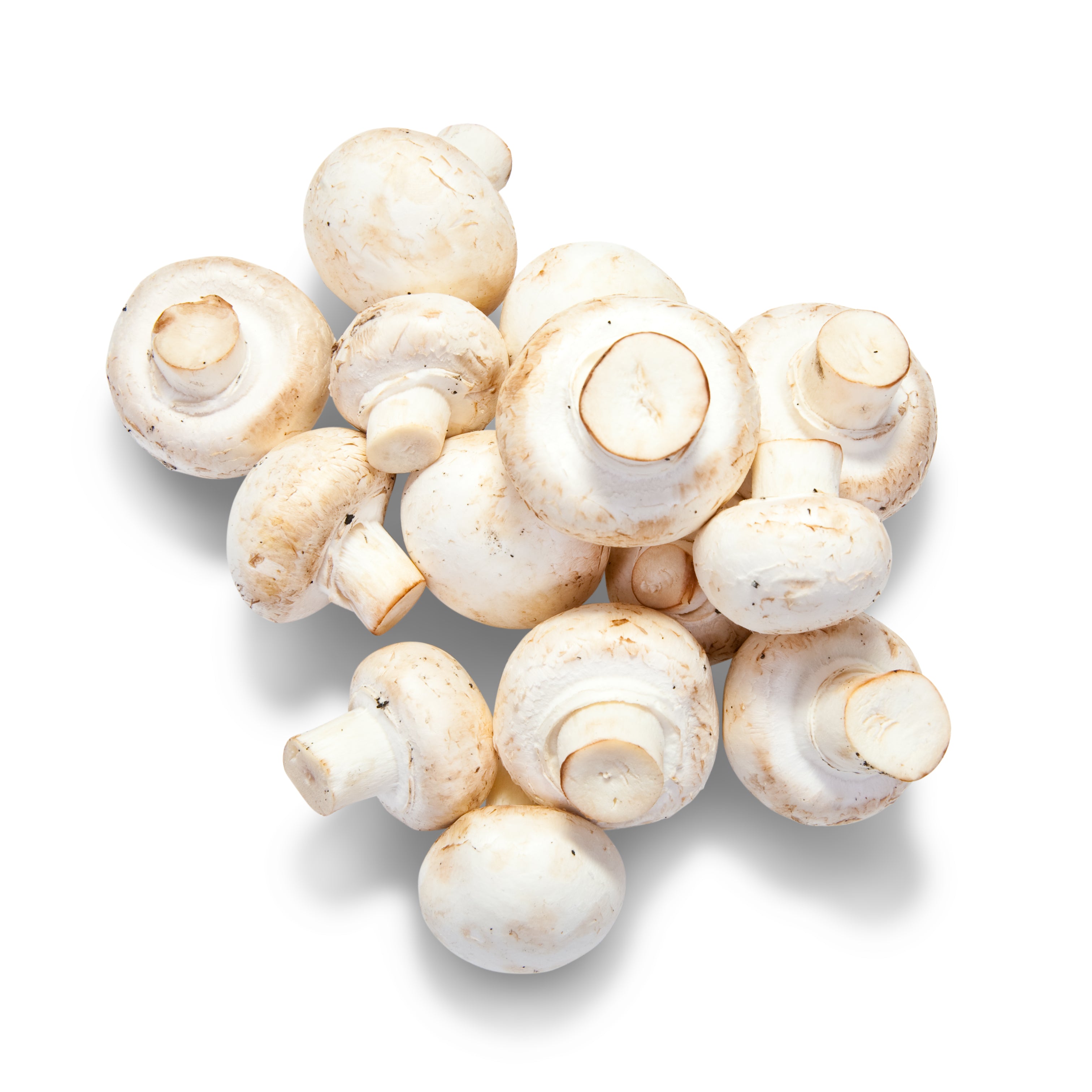 White mushrooms on a white background